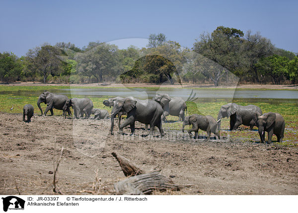 Afrikanische Elefanten / JR-03397