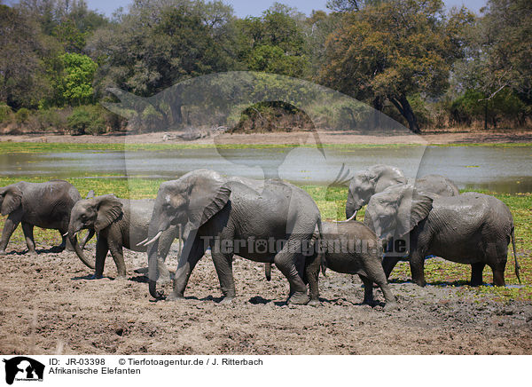 Afrikanische Elefanten / JR-03398