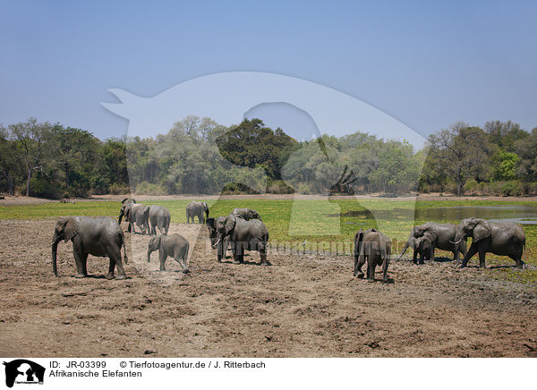 Afrikanische Elefanten / JR-03399