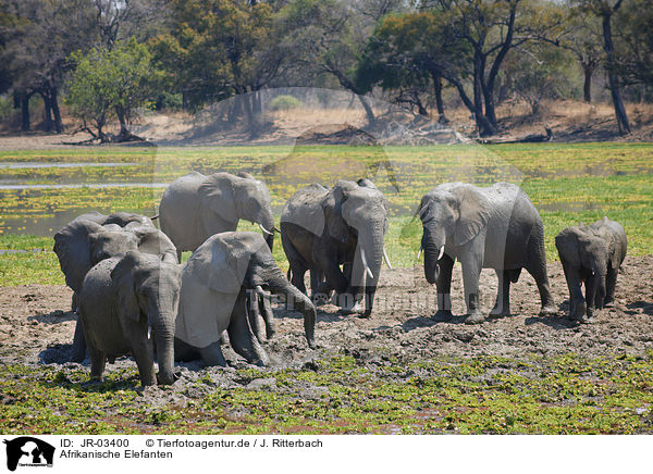 Afrikanische Elefanten / JR-03400