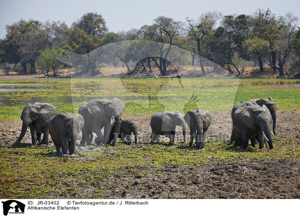 Afrikanische Elefanten / JR-03402