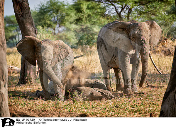 Afrikanische Elefanten / JR-03720