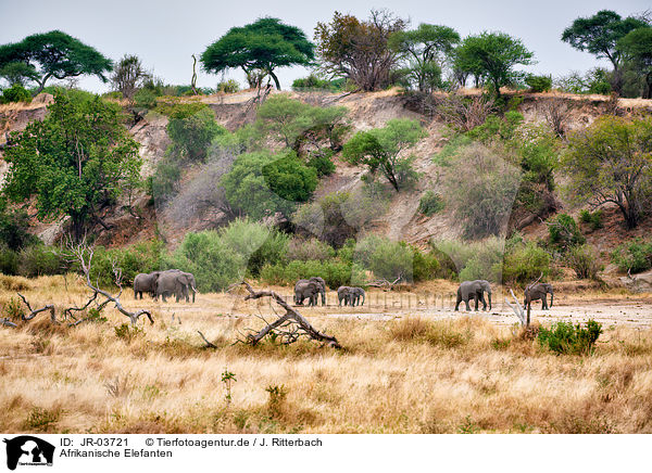 Afrikanische Elefanten / JR-03721