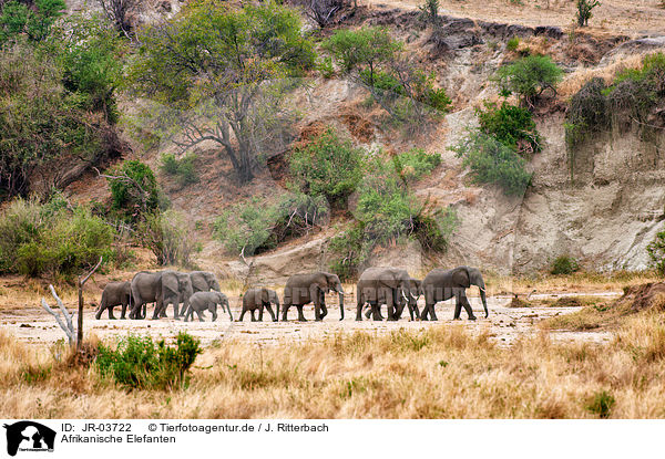 Afrikanische Elefanten / JR-03722