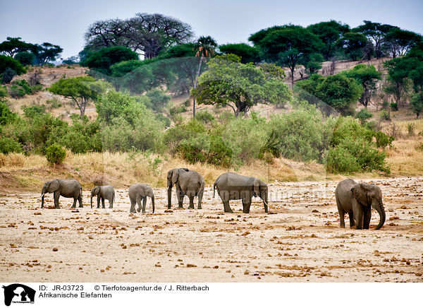 Afrikanische Elefanten / JR-03723