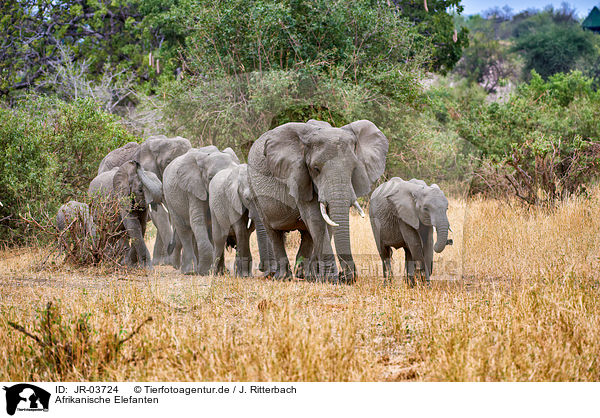 Afrikanische Elefanten / JR-03724