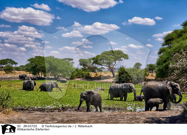 Afrikanische Elefanten / JR-03725