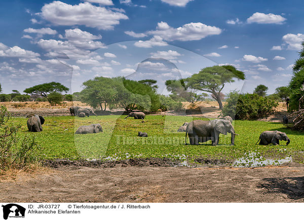 Afrikanische Elefanten / JR-03727