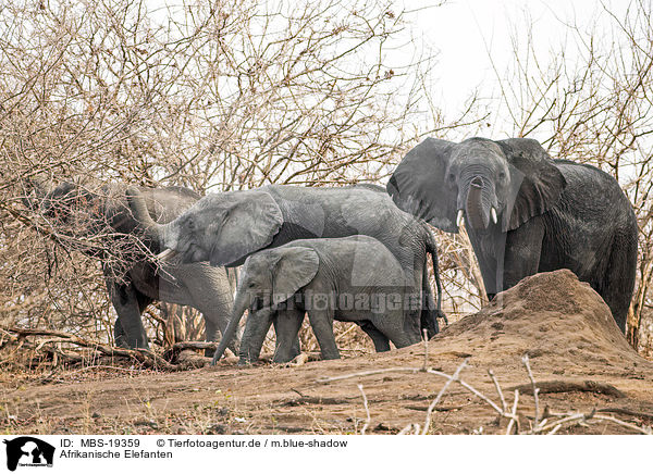 Afrikanische Elefanten / MBS-19359