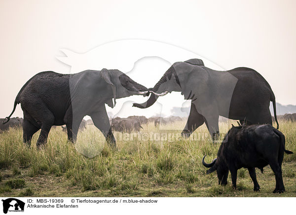 Afrikanische Elefanten / MBS-19369