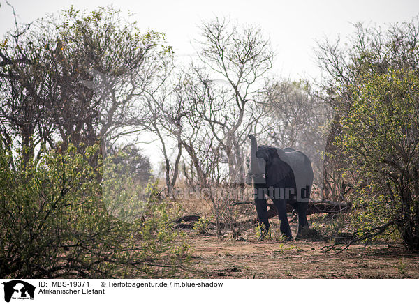 Afrikanischer Elefant / African Elephant / MBS-19371