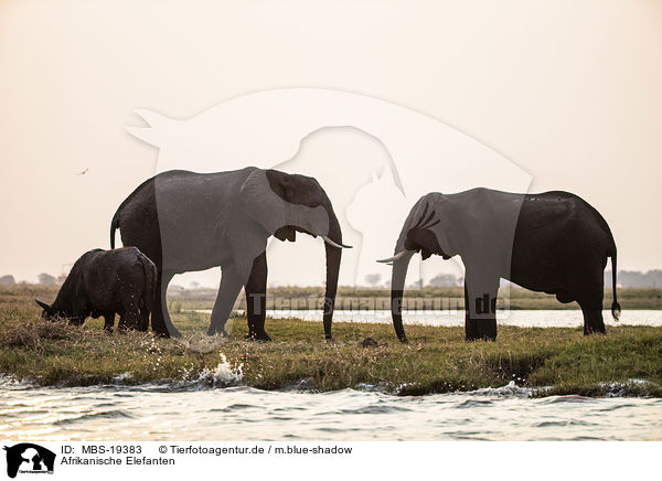 Afrikanische Elefanten / MBS-19383