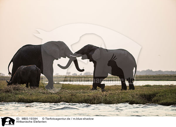 Afrikanische Elefanten / MBS-19384
