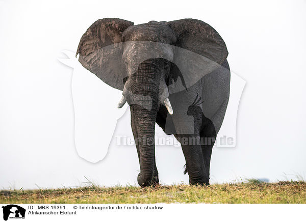 Afrikanischer Elefant / African Elephant / MBS-19391