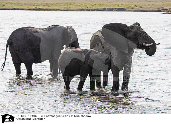 Afrikanische Elefanten / African Elephants / MBS-19406