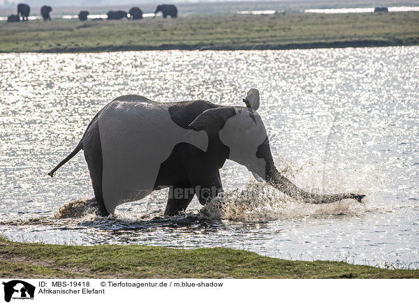 Afrikanischer Elefant / African Elephant / MBS-19418