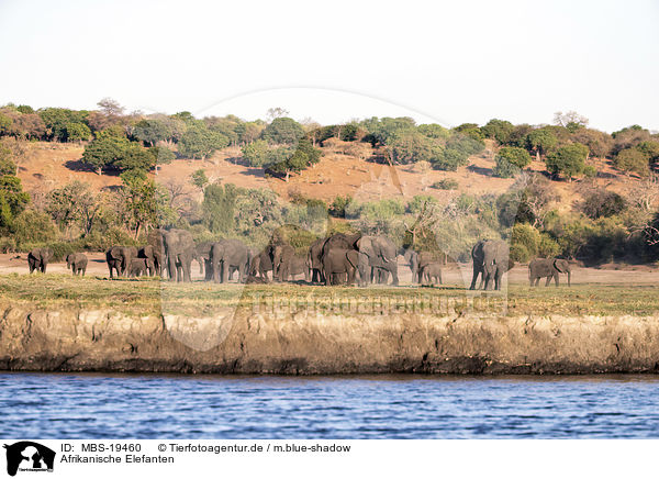 Afrikanische Elefanten / MBS-19460