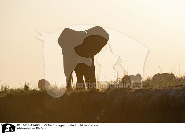 Afrikanischer Elefant / African Elephant / MBS-19463