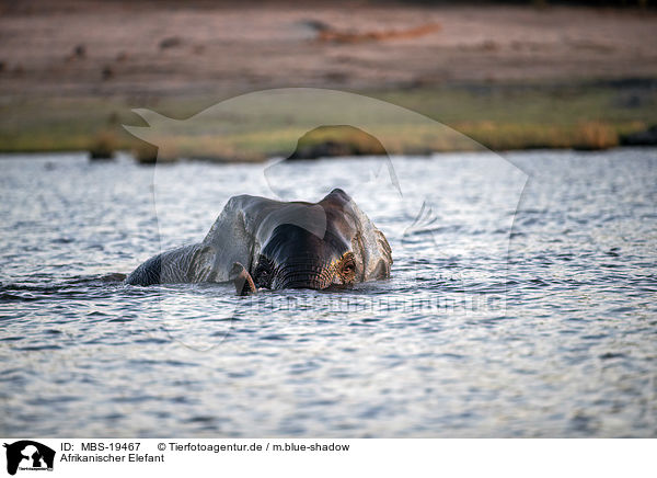 Afrikanischer Elefant / MBS-19467