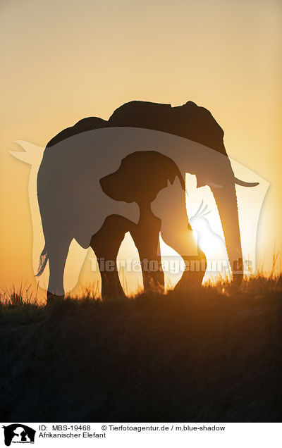 Afrikanischer Elefant / MBS-19468