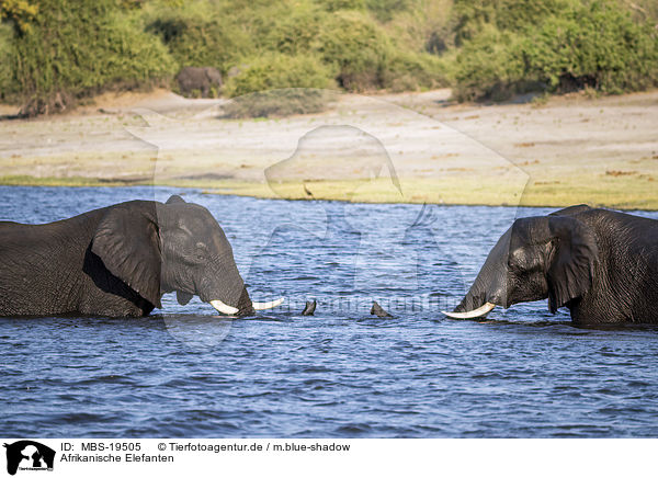 Afrikanische Elefanten / African Elephants / MBS-19505