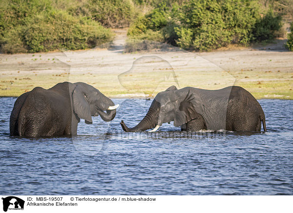 Afrikanische Elefanten / African Elephants / MBS-19507