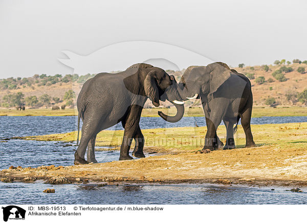 Afrikanische Elefanten / African Elephants / MBS-19513