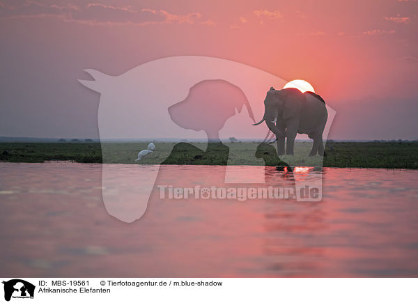 Afrikanische Elefanten / African Elephants / MBS-19561