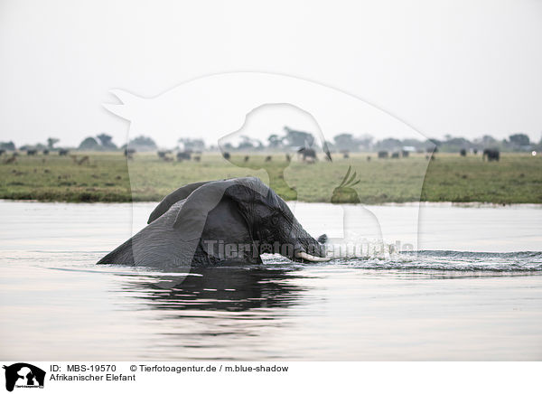 Afrikanischer Elefant / MBS-19570