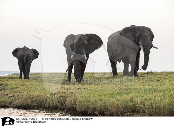 Afrikanische Elefanten / MBS-19607