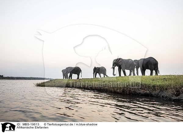 Afrikanische Elefanten / African Elephants / MBS-19613