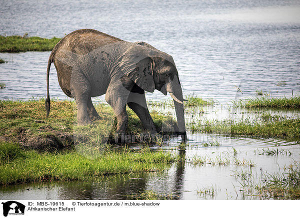 Afrikanischer Elefant / African Elephant / MBS-19615