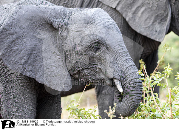 Afrikanischer Elefant Portriat / African Elephant portrait / MBS-19622