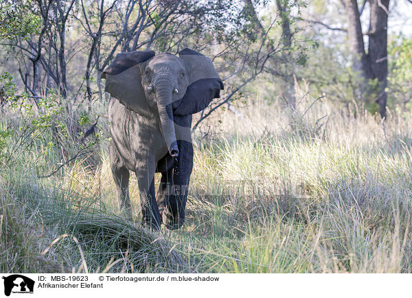 Afrikanischer Elefant / African Elephant / MBS-19623