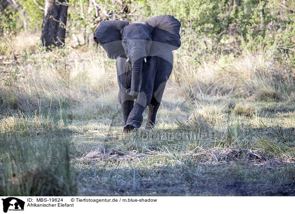 Afrikanischer Elefant / African Elephant / MBS-19624