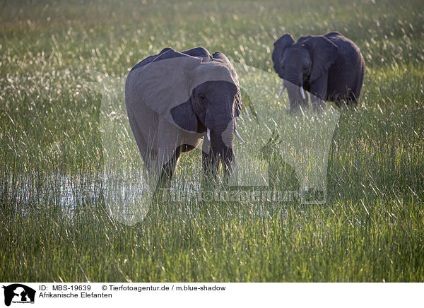 Afrikanische Elefanten / African Elephants / MBS-19639
