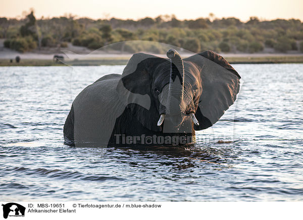 Afrikanischer Elefant / African Elephant / MBS-19651