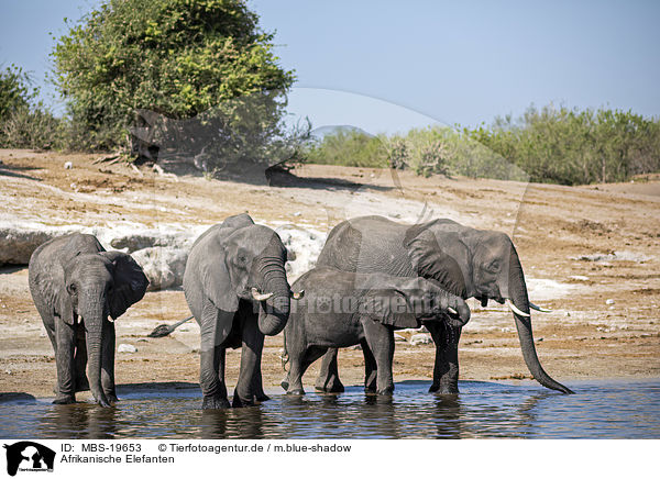 Afrikanische Elefanten / African elephants / MBS-19653