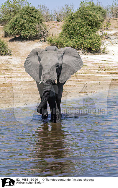 Afrikanischer Elefant / MBS-19656