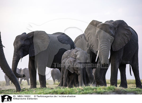 Afrikanische Elefanten / African Elephants / MBS-19662