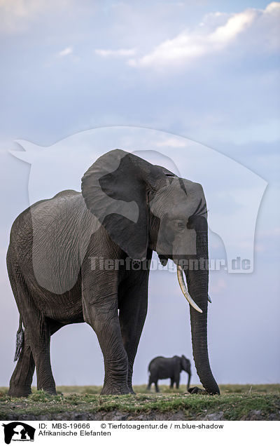 Afrikanische Elefanten / African Elephants / MBS-19666