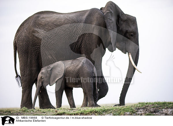 Afrikanische Elefanten / African Elephants / MBS-19668