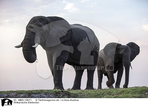 Afrikanische Elefanten / African Elephants / MBS-19671
