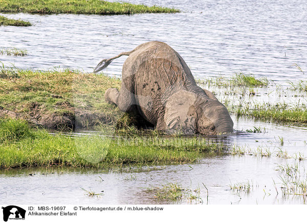 Afrikanischer Elefant / MBS-19697