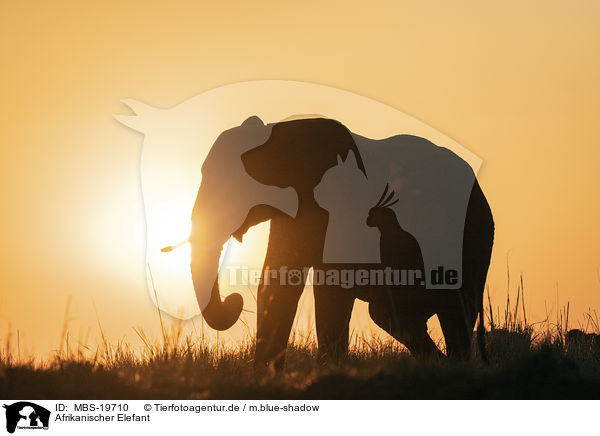 Afrikanischer Elefant / MBS-19710