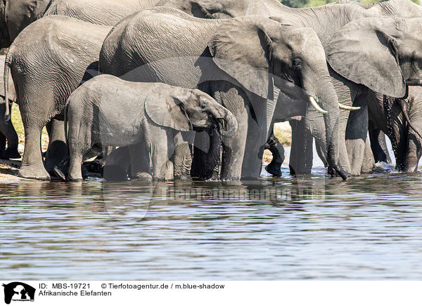 Afrikanische Elefanten / African elephants / MBS-19721