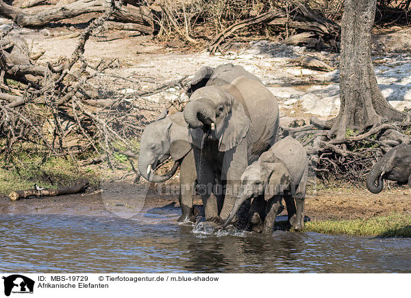 Afrikanische Elefanten / African elephants / MBS-19729