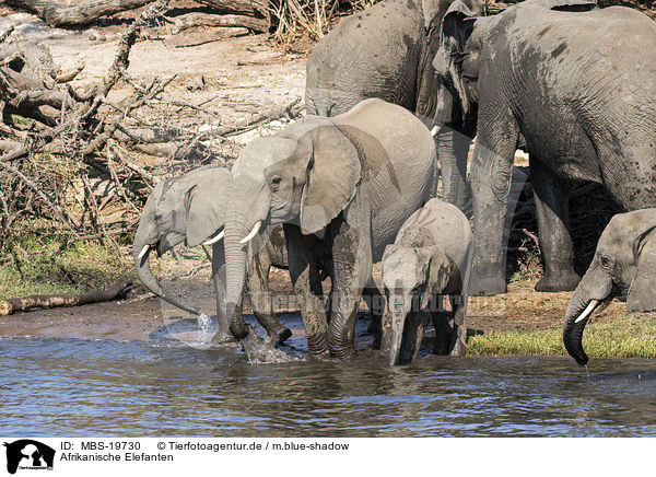 Afrikanische Elefanten / African elephants / MBS-19730