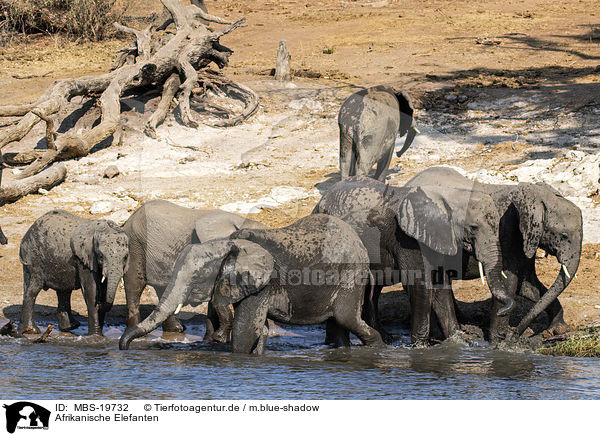 Afrikanische Elefanten / African Elephants / MBS-19732