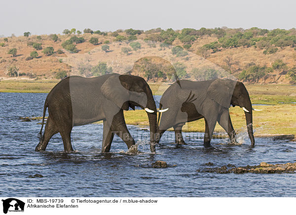 Afrikanische Elefanten / African Elephants / MBS-19739